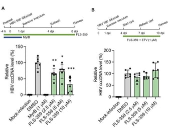 SIRT2 Inhibition decreases cccDNA in vitro