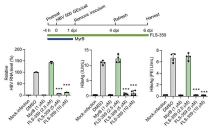 Reduction of HBV parameters in vitro