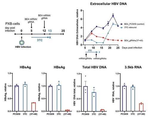 In vitro Targeting HBV genome