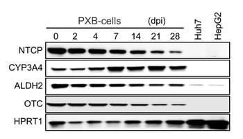 Hepatocyte NTCP and human markers